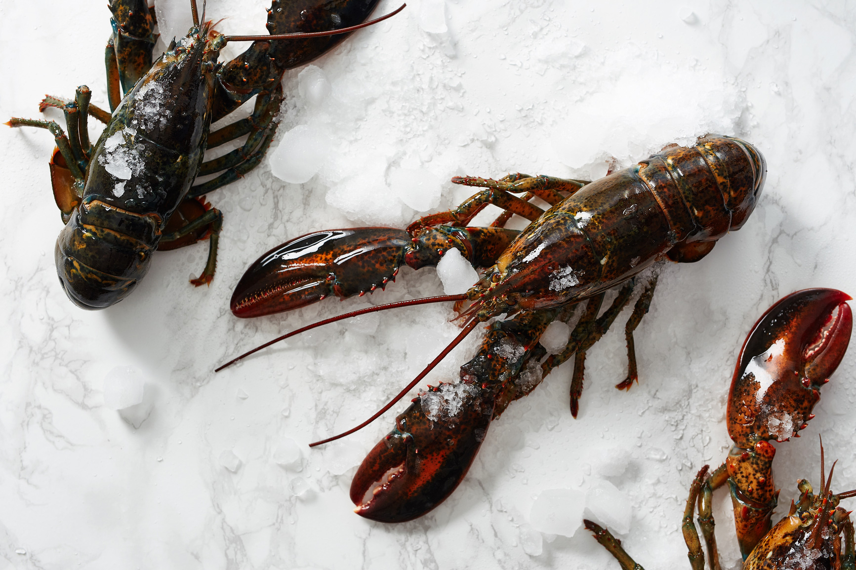 Lobsters on Marble with ice