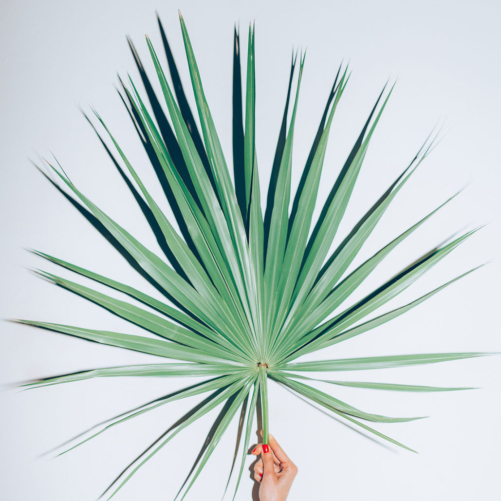 Palm