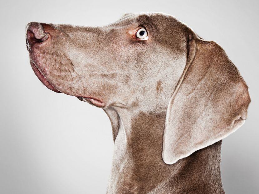 Brown Dog